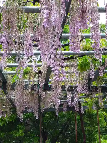 阿智神社の自然