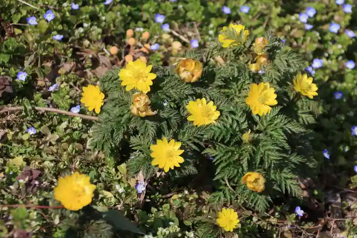 正観音堂の自然