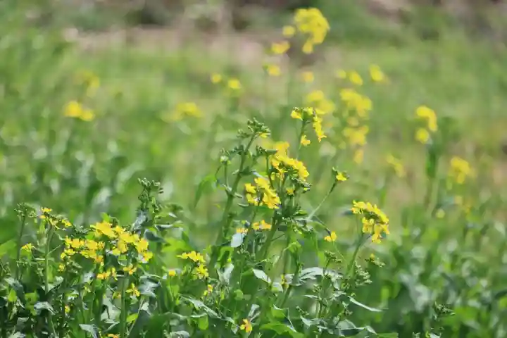 長屋神社の自然