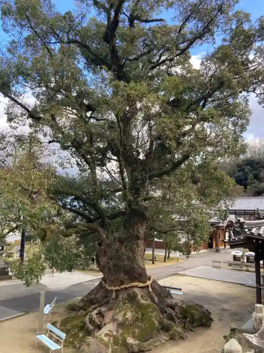 観音寺の{uncategorized: "未分類", other: "その他", undefined: "問題あり", building: "その他建物", grave: "お墓", sacred_gate: "鳥居", guardian: "狛犬", statue: "像", buddha: "仏像", history: "歴史", nature: "自然", garden: "庭園", animal: "動物", pagoda: "塔", temizu: "手水舎", mountain_gate: "山門・神門", sanctuary: "本殿・本堂", subordinate: "末社・摂社", art: "芸術", scenery: "景色", jizo: "地蔵", ema: "絵馬", goshuin: "御朱印", omikuji: "おみくじ", items: "授与品その他", amulet: "お守り", goshuincho: "御朱印帳", eats: "食事", festival: "お祭り", votive_dance: "神楽", shichigosan: "七五三参", wedding: "結婚式", experience: "体験その他", initially: "初詣", around: "周辺", anti_infection: "感染症対策"}