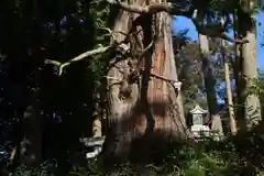 阿久津「田村神社」（郡山市阿久津町）旧社名：伊豆箱根三嶋三社の自然