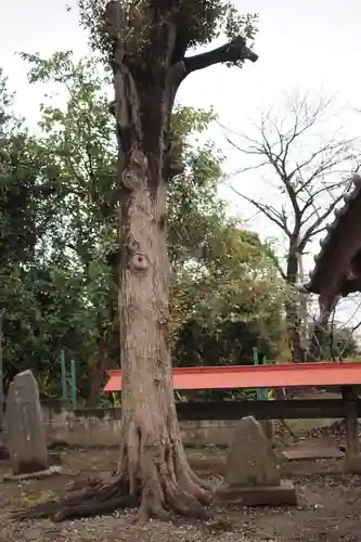 氷川神社の自然