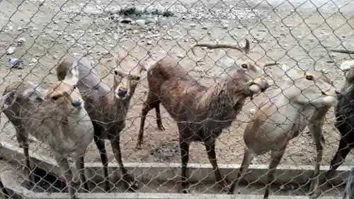 三嶋大社(静岡県)