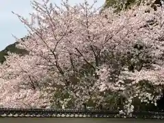 大山祇神社の自然