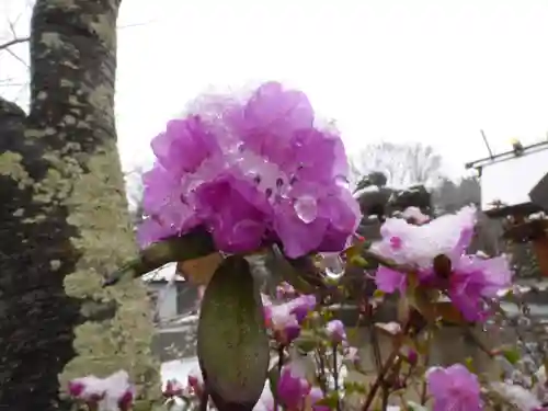 留辺蘂神社の自然