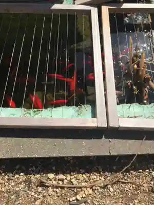 八坂神社(上のやさかさん)の動物