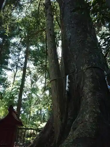 宮原八幡宮の自然