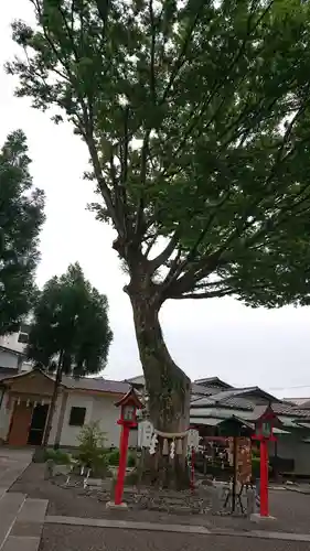 正ノ木稲荷 稲積神社の自然