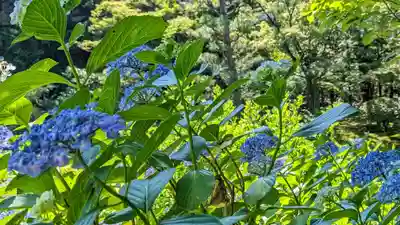 法金剛院の自然