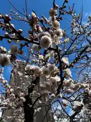 湯島天満宮(東京都)