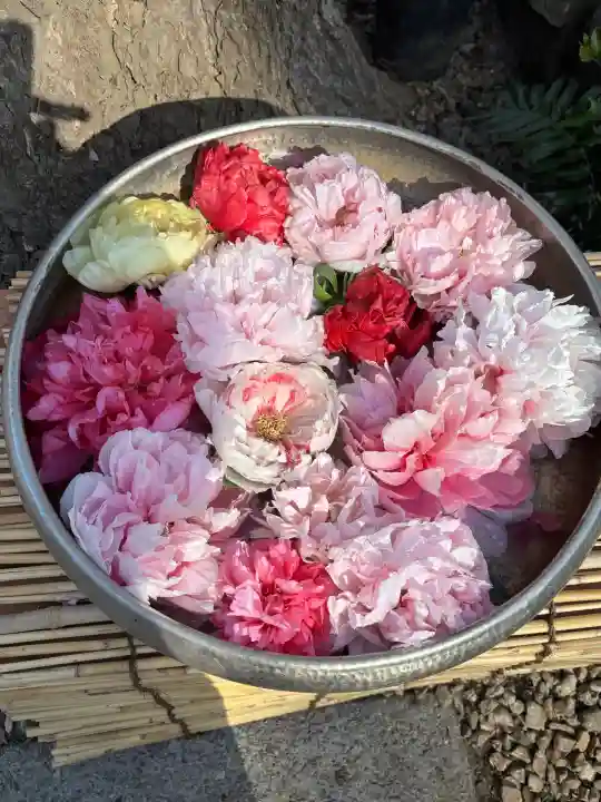 上野東照宮の{uncategorized: "未分類", other: "その他", undefined: "問題あり", building: "その他建物", grave: "お墓", sacred_gate: "鳥居", guardian: "狛犬", statue: "像", buddha: "仏像", history: "歴史", nature: "自然", garden: "庭園", animal: "動物", pagoda: "塔", temizu: "手水舎", mountain_gate: "山門・神門", sanctuary: "本殿・本堂", subordinate: "末社・摂社", art: "芸術", scenery: "景色", jizo: "地蔵", ema: "絵馬", goshuin: "御朱印", omikuji: "おみくじ", items: "授与品その他", amulet: "お守り", goshuincho: "御朱印帳", eats: "食事", festival: "お祭り", votive_dance: "神楽", shichigosan: "七五三参", wedding: "結婚式", experience: "体験その他", initially: "初詣", around: "周辺", anti_infection: "感染症対策"}