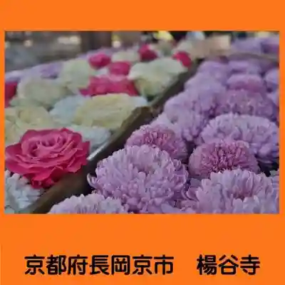 柳谷観音　楊谷寺(京都府)