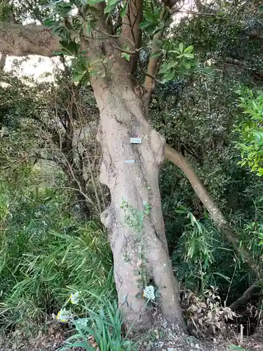浅間神社の自然