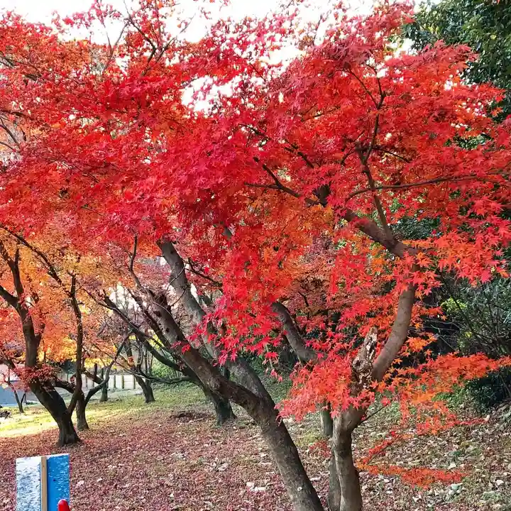 坂本八幡宮の自然