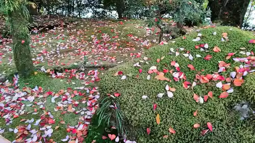 龍安寺の庭園