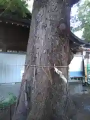 立石熊野神社の自然