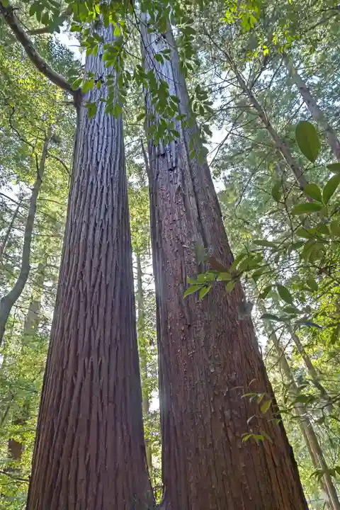 若狭彦神社(上社)の自然