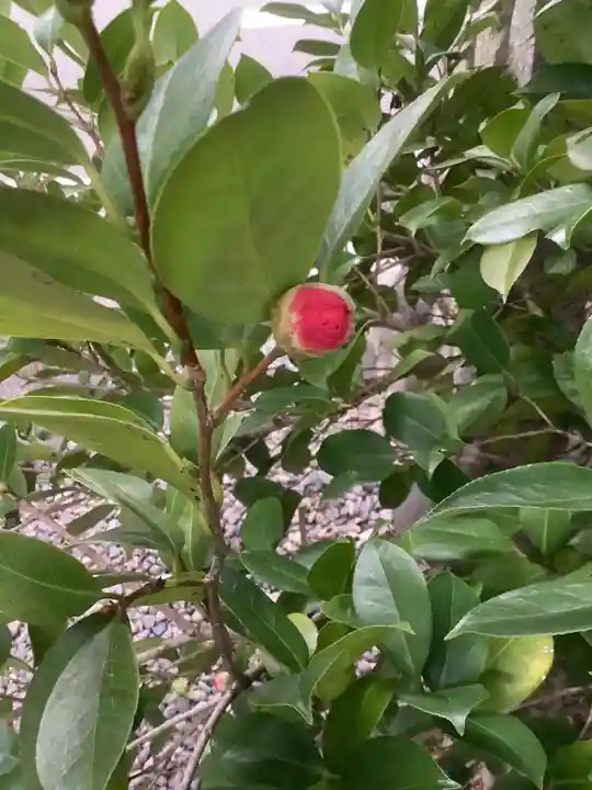 溝旗神社(肇國神社)の自然