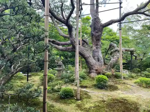 宝泉院の庭園