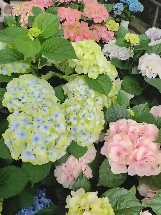 岡寺(龍蓋寺)(奈良県)