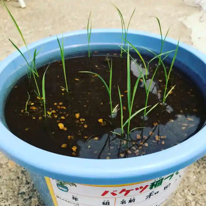 總社 和田八幡宮(福井県)