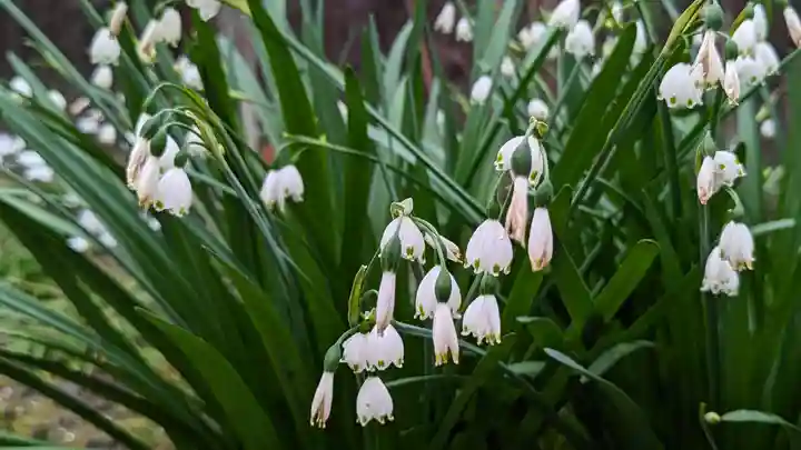 菅大臣神社の自然