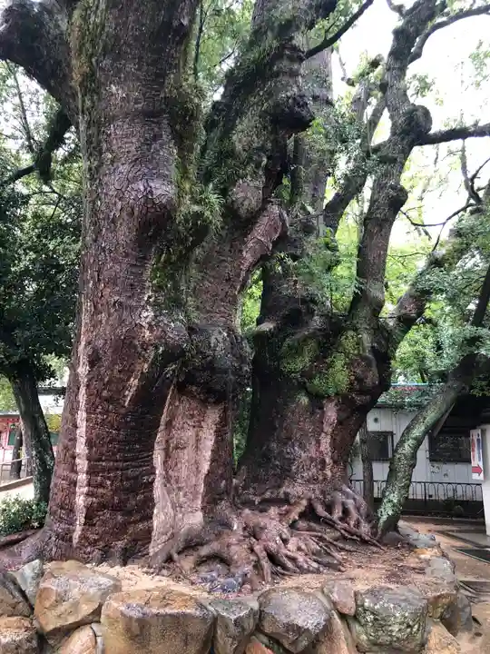長田神社の自然