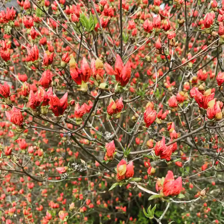 豊景神社の自然