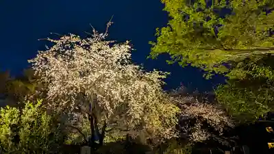 高台寺（高台寿聖禅寺・高臺寺）(京都府)