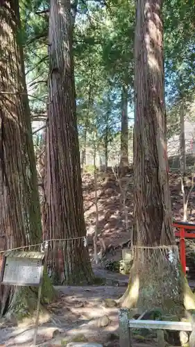 金櫻神社の自然