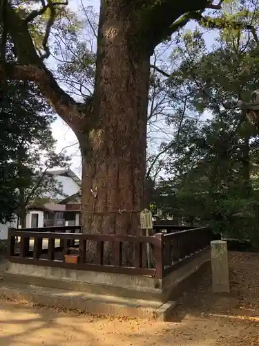 御勢大霊石神社 の自然