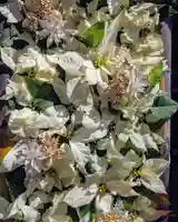 立志神社(滋賀県)