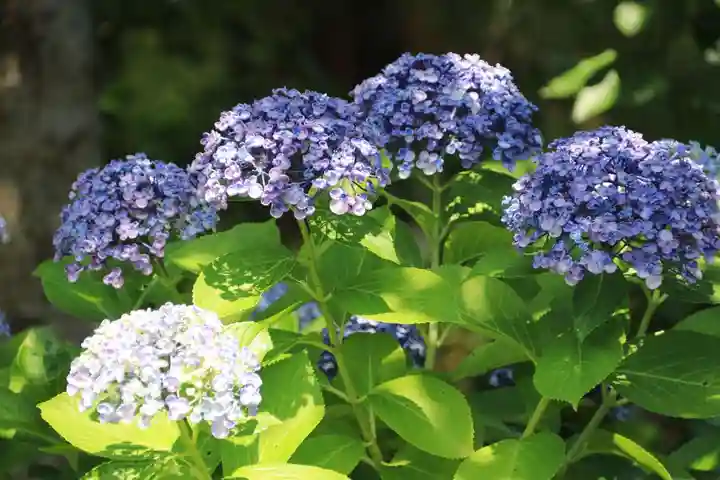 豊景神社の自然