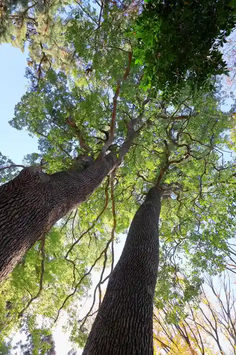 開運招福 飯玉神社の自然