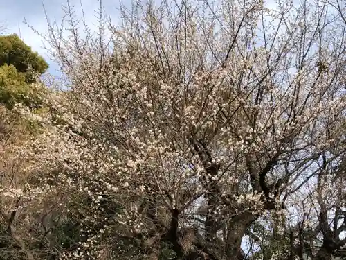 伊豆美神社の自然