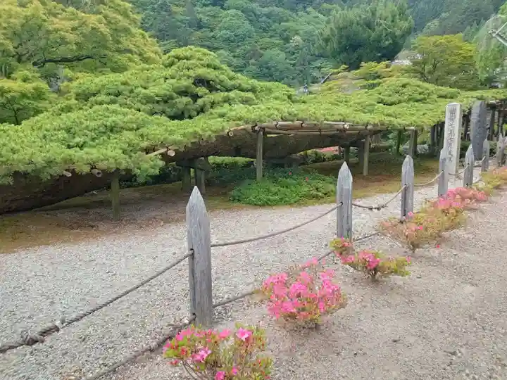 善峯寺(京都府)