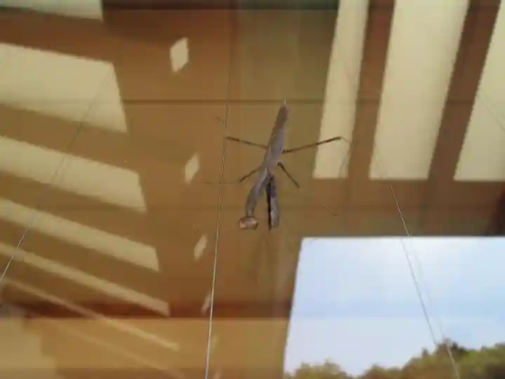 屋久島大社の動物