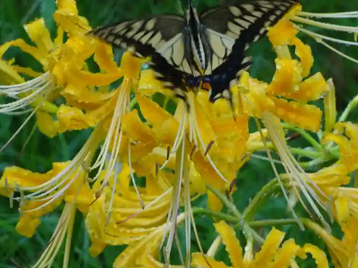 横浜 西方寺の動物