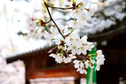 三津厳島神社の自然