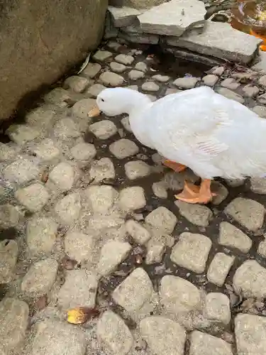 楽法寺（雨引観音）の動物