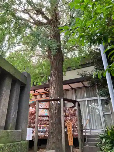 越谷香取神社の自然