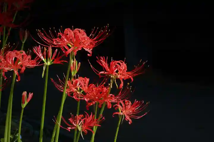 国宝 大法寺の自然