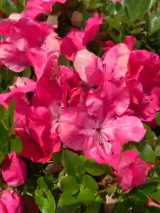 豊景神社の自然(2020年06月01日(月) 05時08分56秒投稿)