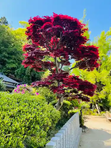 葛城一言主神社の自然