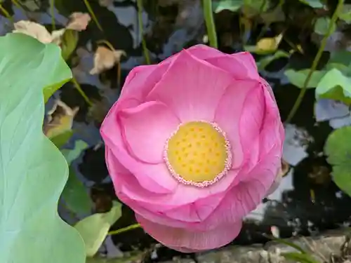 岩井八坂神社(茨城県)