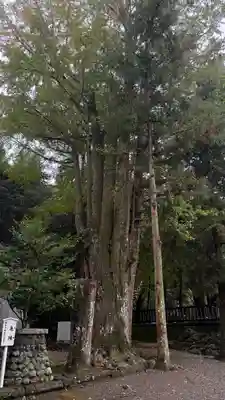 安房神社(千葉県)