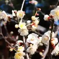 三津厳島神社の自然