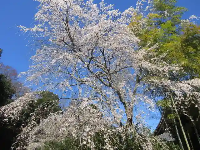 安國論寺(安国論寺)の自然