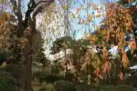 開成山大神宮の自然