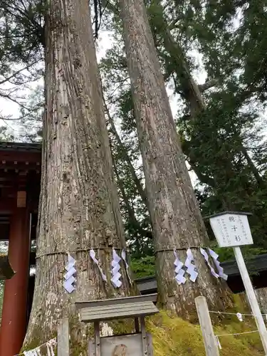 日光二荒山神社の自然